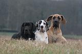 DOGUE ALLEMAND 714
